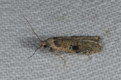 Agonopterix propinquella