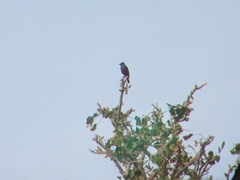 Monticola solitarius