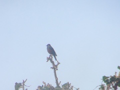 Monticola solitarius