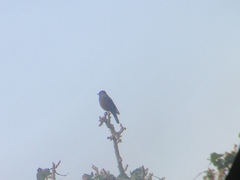 Monticola solitarius