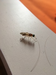 Ptecticus trivittatus