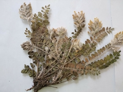 Astragalus dasyanthus