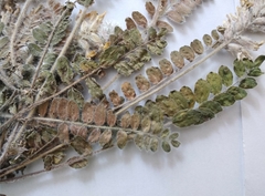 Astragalus dasyanthus