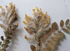 Astragalus dasyanthus