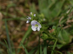 Veronica serpyllifolia serpyllifolia