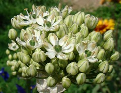 Allium nigrum