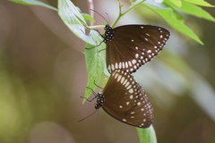 Euploea klugii