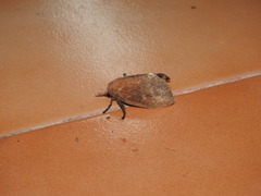 Lasiocampoidea