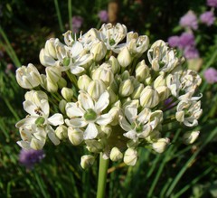 Allium nigrum