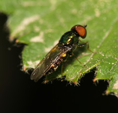 Microchrysa polita