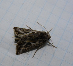 Autographa flagellum