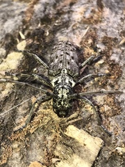 Monochamus notatus