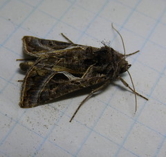 Autographa flagellum