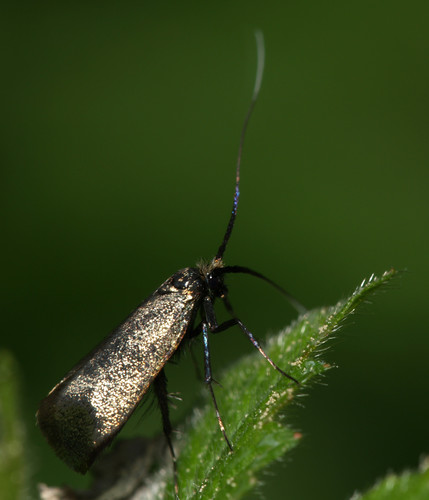 Green Longhorn Moth