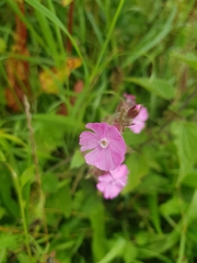 Silene dioica