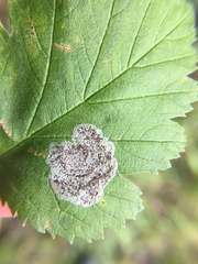 Parornix inusitatumella