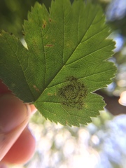 Parornix inusitatumella