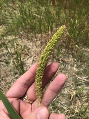 Setaria viridis major