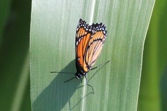 Limenitis archippus archippus