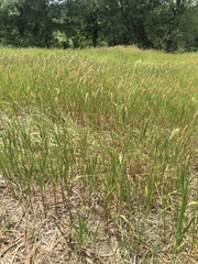 Setaria viridis major