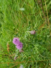 Cirsium arvense