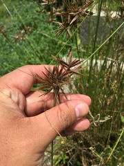 Cyperus flavidus
