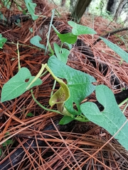 Aristolochia pringlei