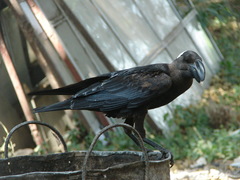 Corvus crassirostris
