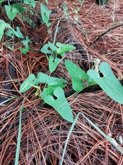 Aristolochia pringlei