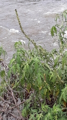 Ambrosia arborescens