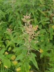 Urtica dioica