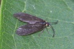 Acoloithus falsarius