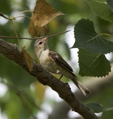Vireo bellii
