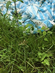 Cyperus sanguinolentus