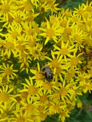 Bombus