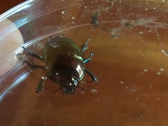 Geotrupes splendidus