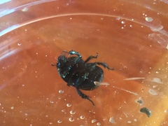 Geotrupes splendidus