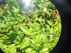 Junonia orithya orithya