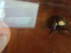 Geotrupes splendidus