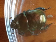 Geotrupes splendidus