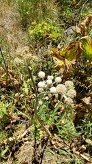 Angelica capitellata