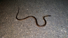 Coniophanes schmidti