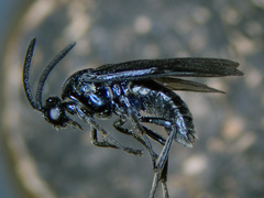 Arge gracilicornis