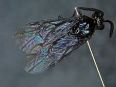 Arge gracilicornis