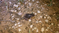 Leptodactylus fragilis