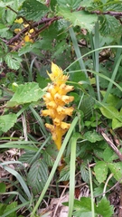 Orobanche flava