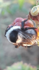 Bombus niveatus