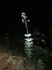 Lilium washingtonianum