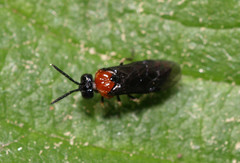 Eutomostethus ephippium