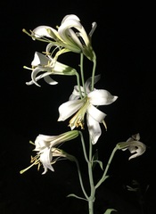 Lilium washingtonianum